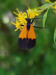 Lycomorpha pholus