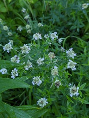 Pycnanthemum verticillatum