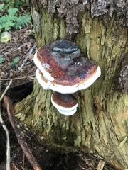 Fomitopsis mounceae