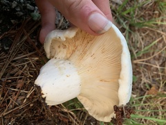 Lactifluus piperatus