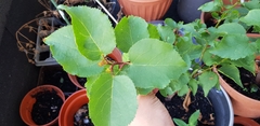 Prunus armeniaca