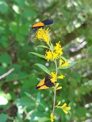 Lycomorpha pholus