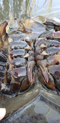 Limulus polyphemus
