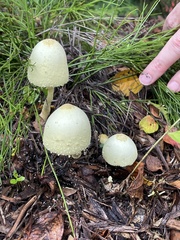 Leucocoprinus birnbaumii