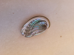 Haliotis tuberculata