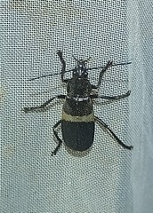 Chauliognathus tripartitus