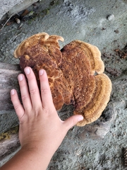 Inonotus hispidus