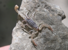 Paruroctonus silvestrii