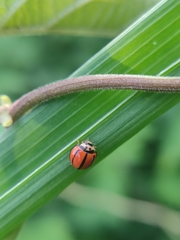 Micraspis univittata