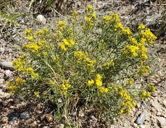 Gutierrezia sarothrae