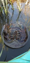 Limulus polyphemus