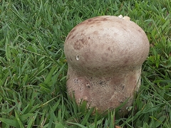 Calvatia cyathiformis