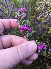 Indigofera sp11