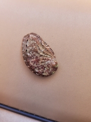 Haliotis tuberculata