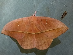 Lonomia rufescens