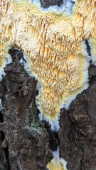 Pycnoporellus alboluteus