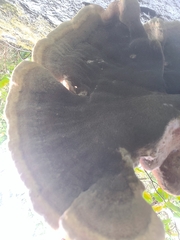 Inonotus hispidus