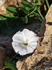 Calystegia sepium