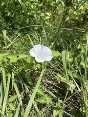 Calystegia sepium