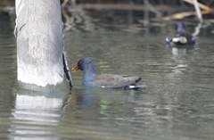 Gallinula chloropus meridionalis