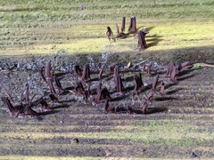 Stemonitis