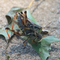Melanoplus fasciatus