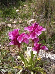 Anacamptis papilionacea grandiflora