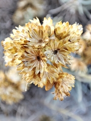 Helichrysum italicum