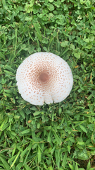Leucoagaricus americanus