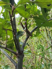 Schizomantodea