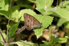 Hermeuptychia hermes