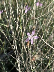 Stephanomeria pauciflora
