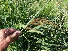 Echinochloa