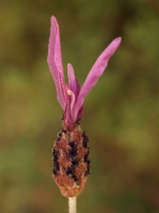 Lavandula
