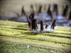 Stemonitis