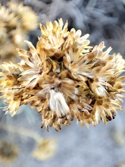 Helichrysum italicum