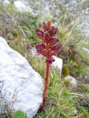 Orobanche gracilis