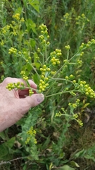 Solidago rigida