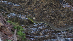 Rhabdophis tigrinus