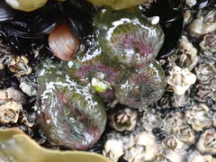 Anthopleura