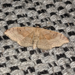 Idaea degeneraria