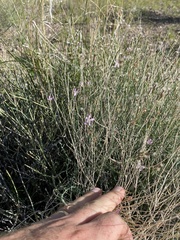 Stephanomeria pauciflora