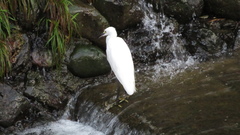 Egretta garzetta