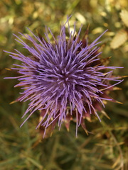 Cynara