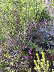 Indigofera sp11