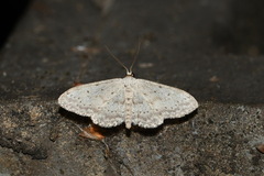 Idaea seriata