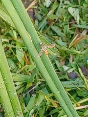 Toxomerus marginatus