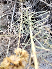 Helichrysum italicum