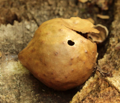 Amphibolips quercusinanis