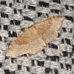 Idaea degeneraria